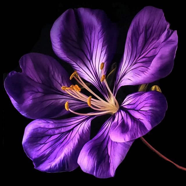 Breathtaking macro purple Jacaranda blossom artwork 'Jacaranda Blossom 4' with golden pistil highlights, selenite crystal infusion, and reflective epoxy details by artist Aaron K Metz