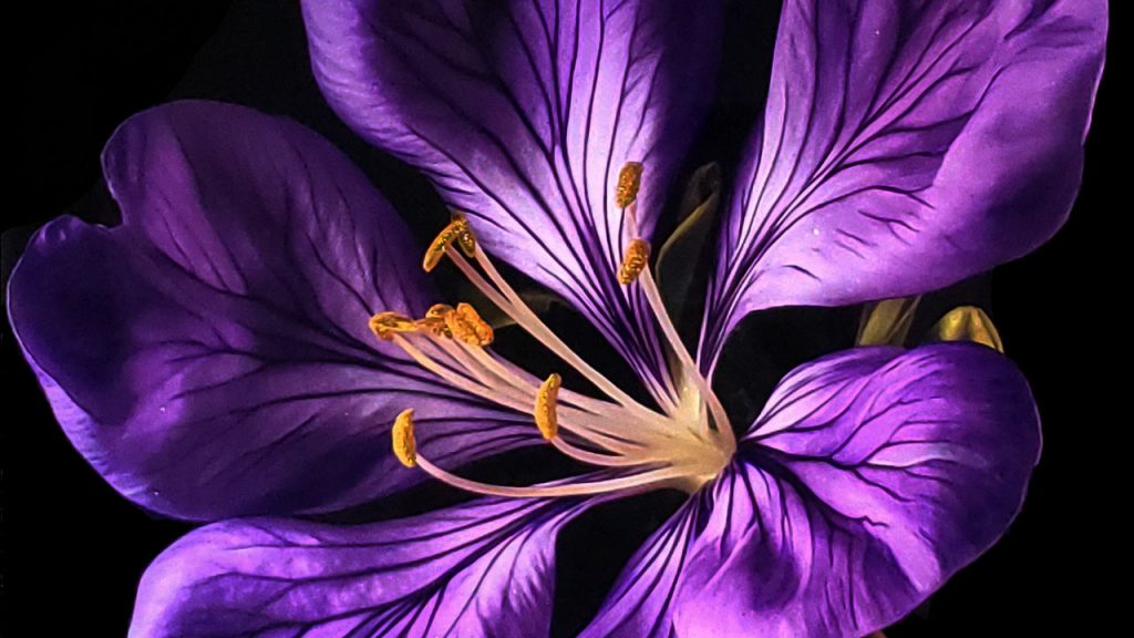 Vibrant purple Jacaranda blossom artwork painted in rich detail by Aaron K Metz, capturing the emotional essence and intricate beauty of the flowers that lined the streets of Guadalajara