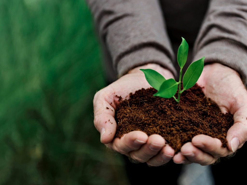 Hands holding rich soil with a young green seedling, demonstrating plant growth in soil that can be enhanced with natural amendments like selenite